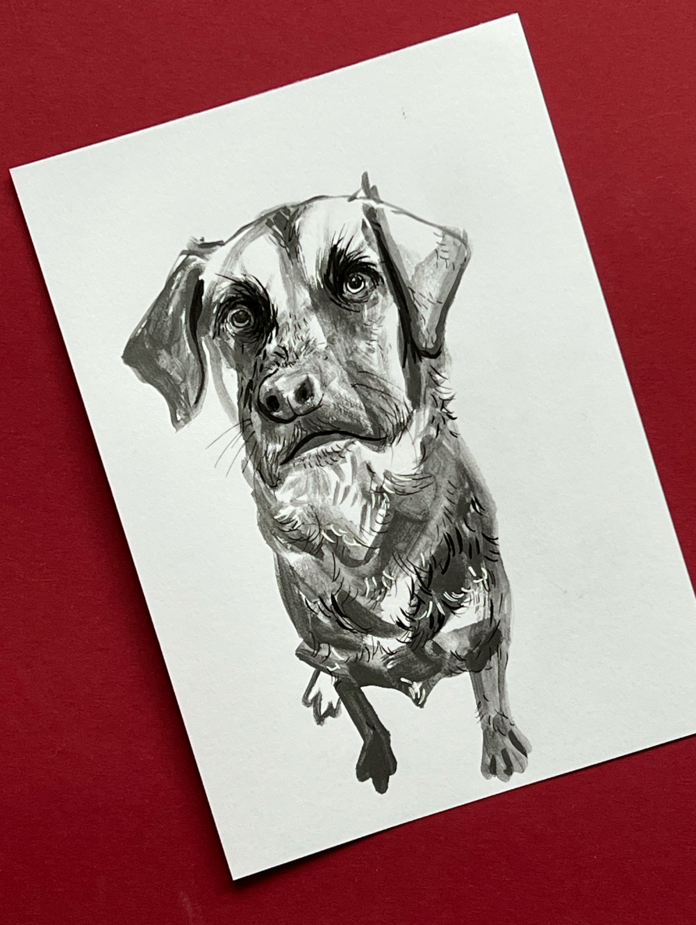 Monochrome Dog Portrait